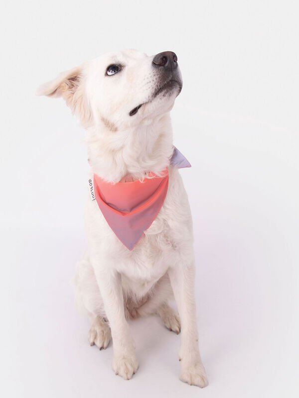 GOFLUO Reflective Dog Bandana